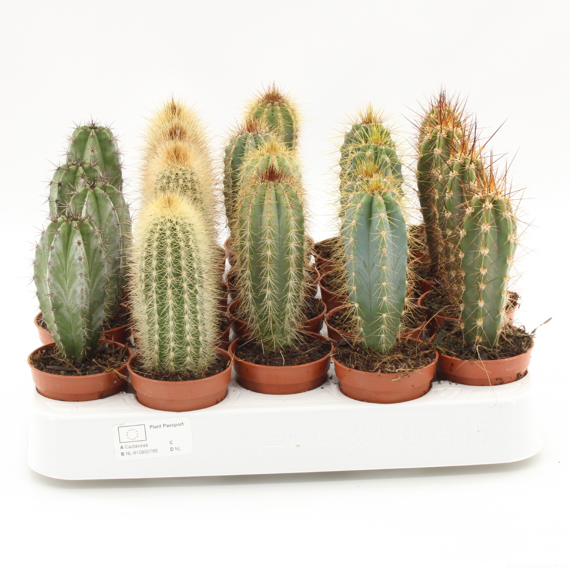 Cactus palen mix 445 p5.5, D 5,5