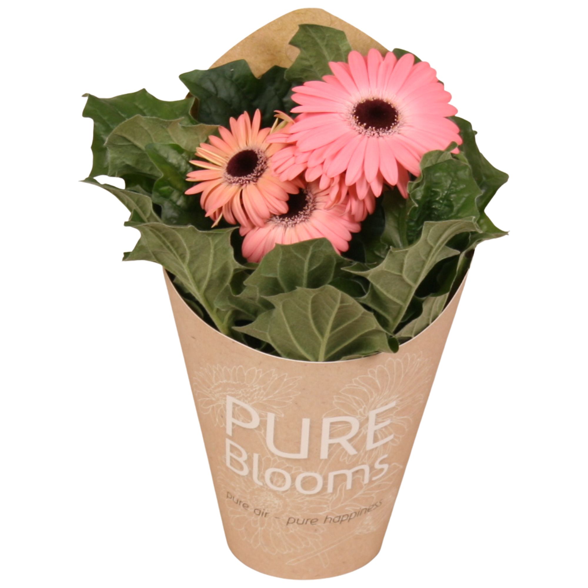 Gerbera rose 2+ bl12 cm in Pure Blooms draagtas eco, D 12