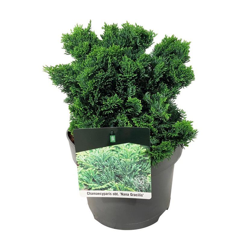 Chamaecyparis o. 'Nana Gracilis', D 23