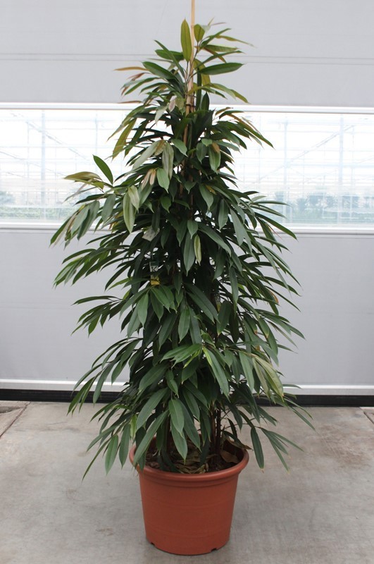 Ficus Amstel King, D 50