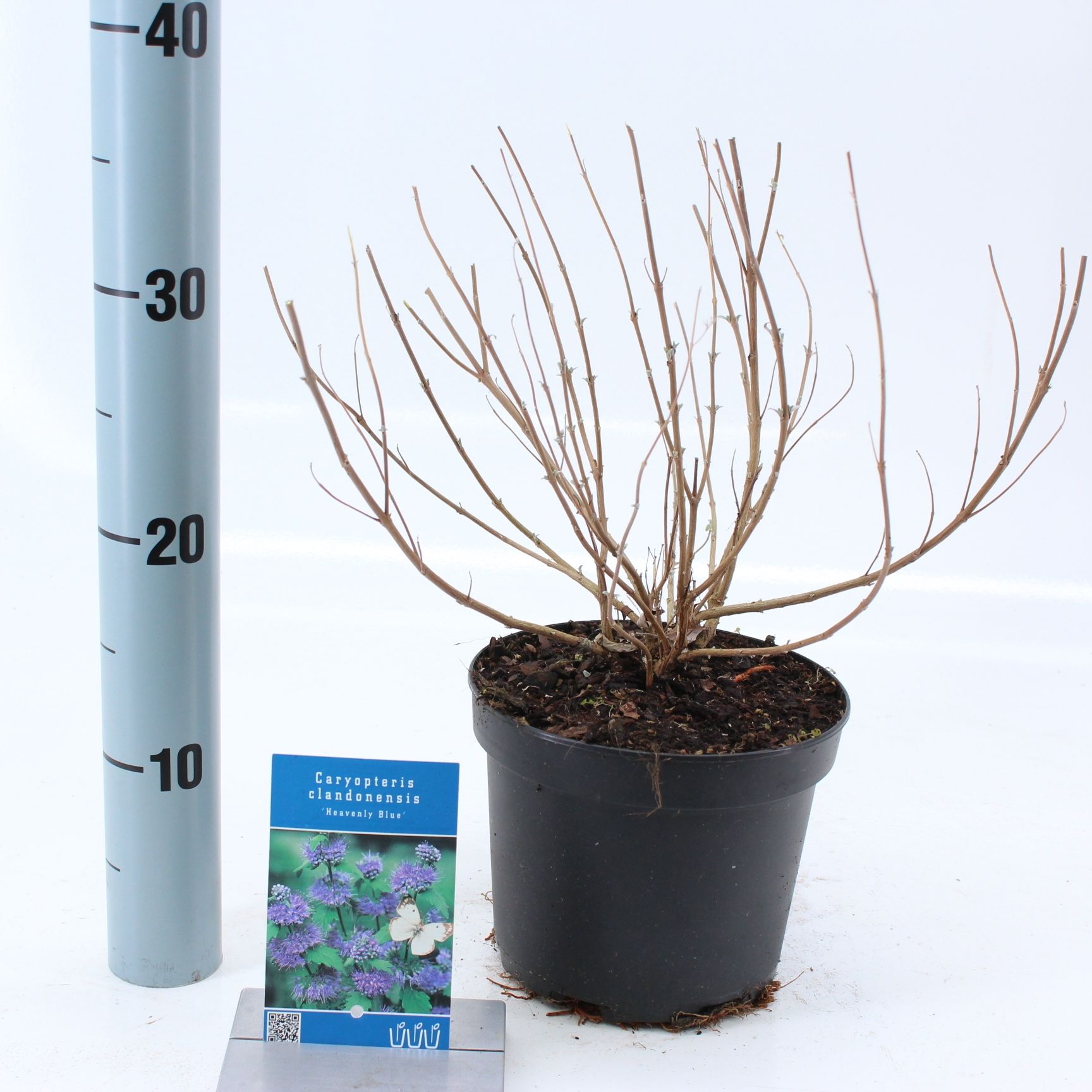 Caryopteris cland. 'Heavenly Blue', D 17