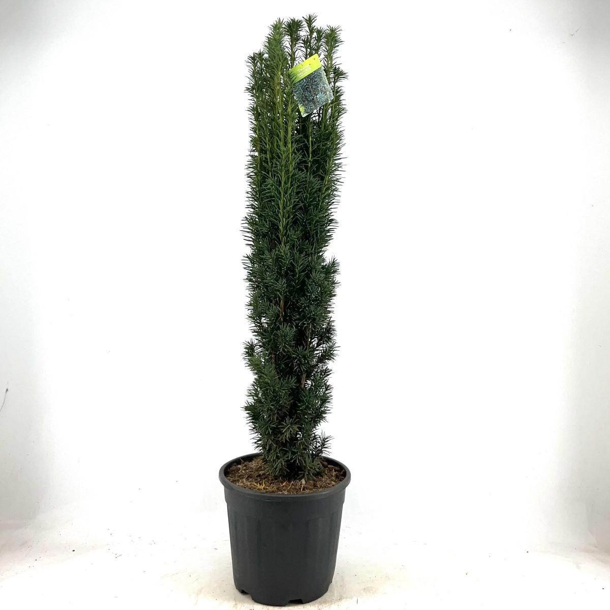 Taxus b. 'Fastigiata Robusta', D 38