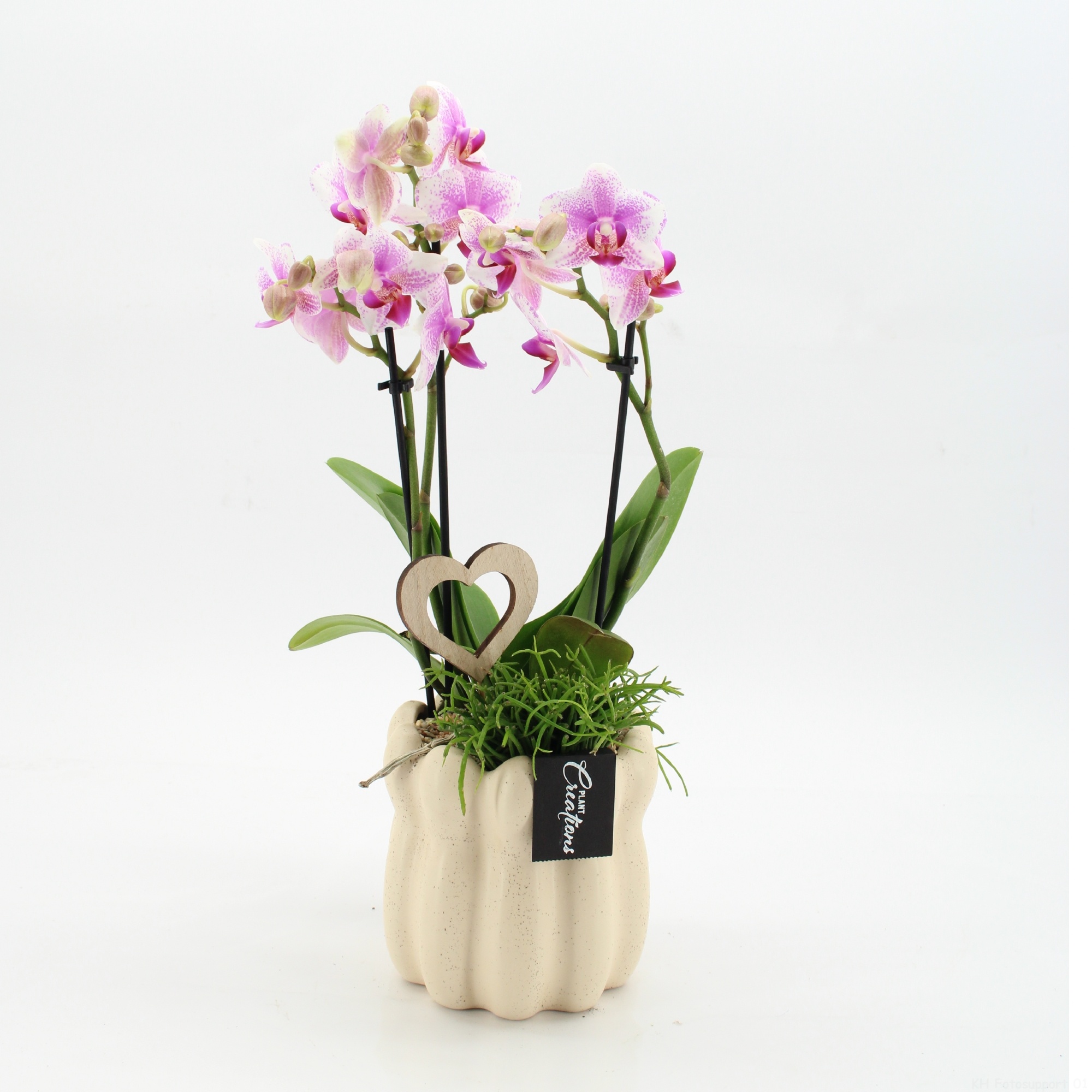 PHALRM-2611RZ Romantic Phalaenopsis, D 14