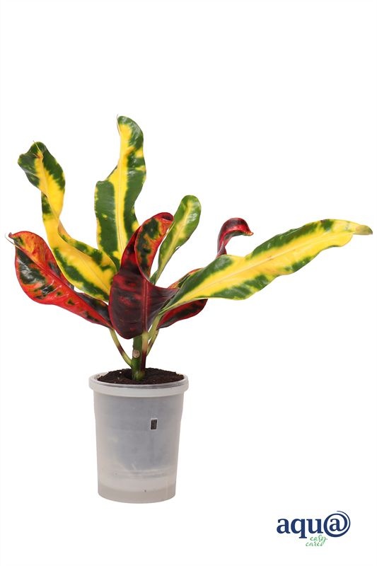 Croton p06 Iceton Aqu@, D 6