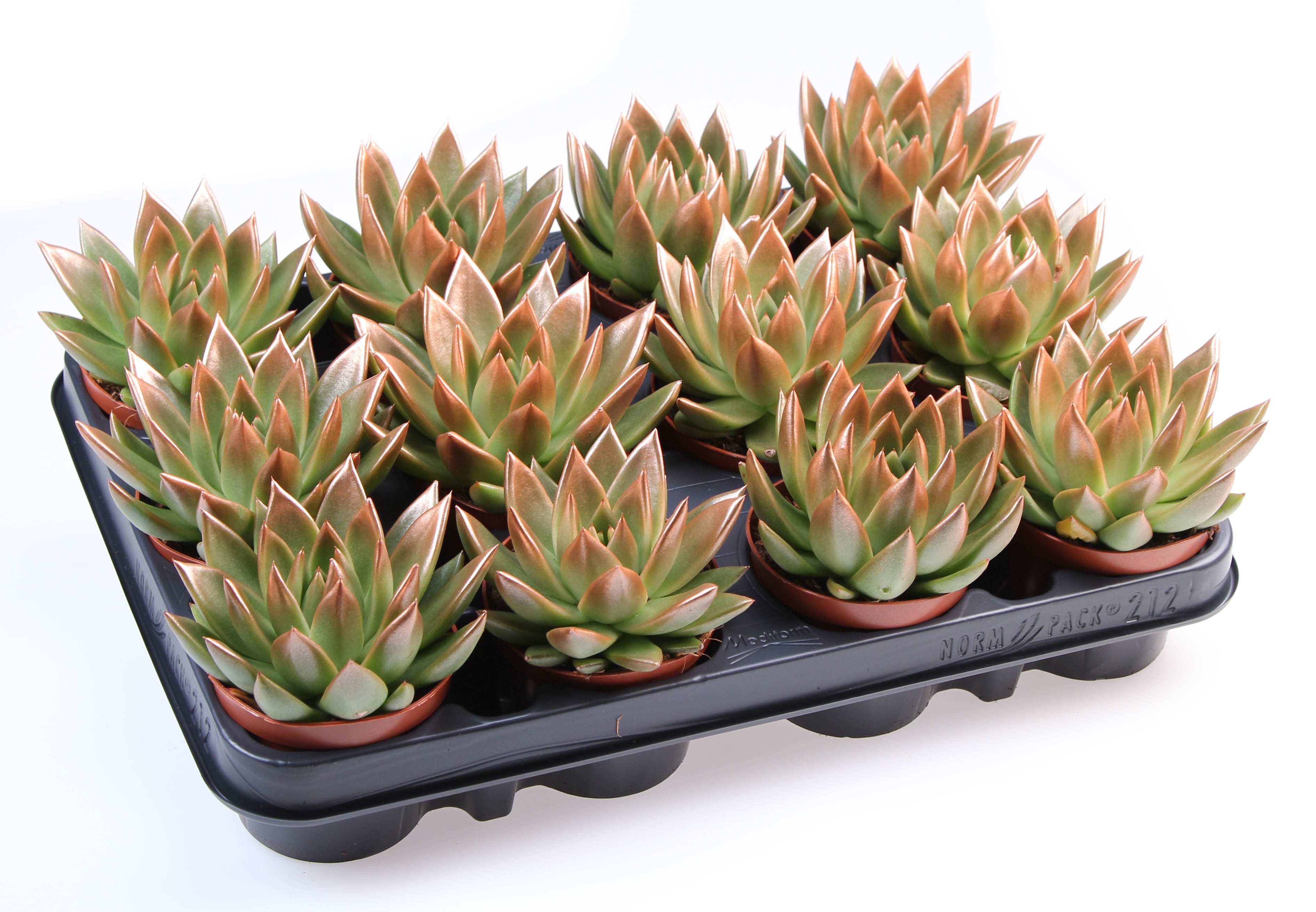 Miranda bronze tips, D 8,5