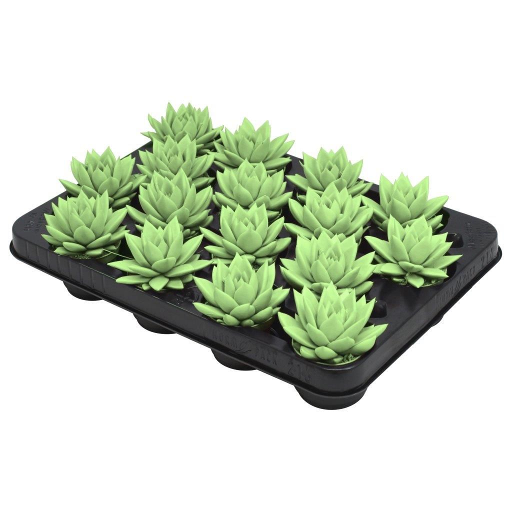 Miranda coloured pastel green, D 6