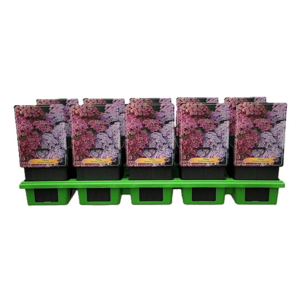 Achillea 'Rainbow Ending Blue' P11, D 11