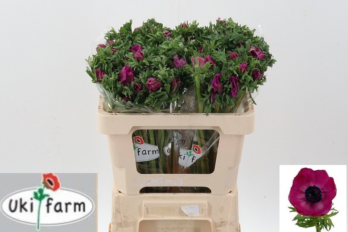 Анемон Галил Перпл 50 (фиолет.), шт.