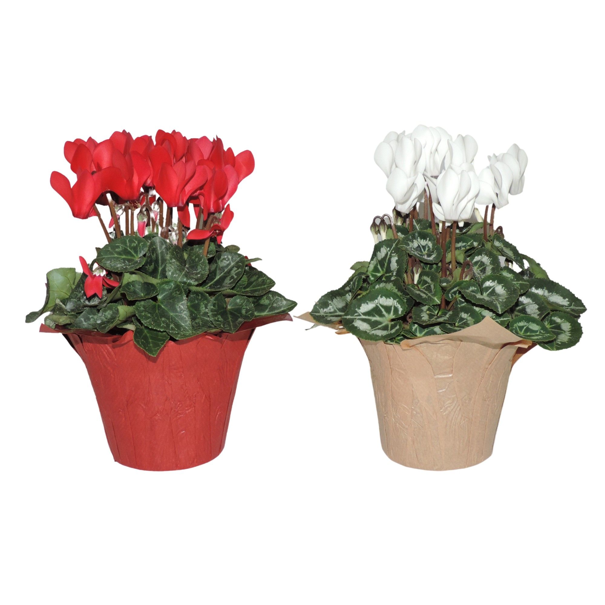 Cyclamen Super Serie in DecoWrap Rood en Wit, D 10,5