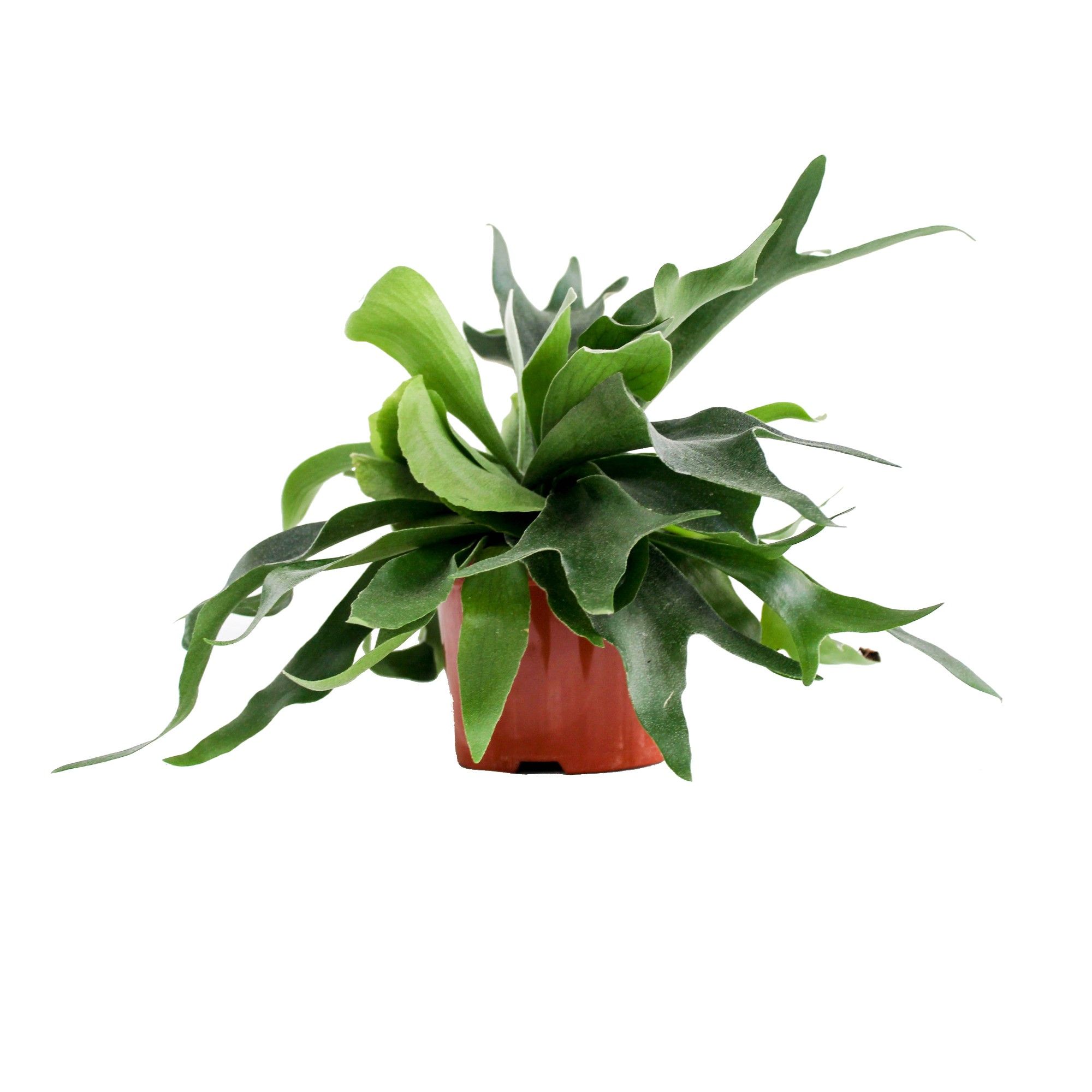 Platycerium Alcicorne (Hertshoorn), D 17