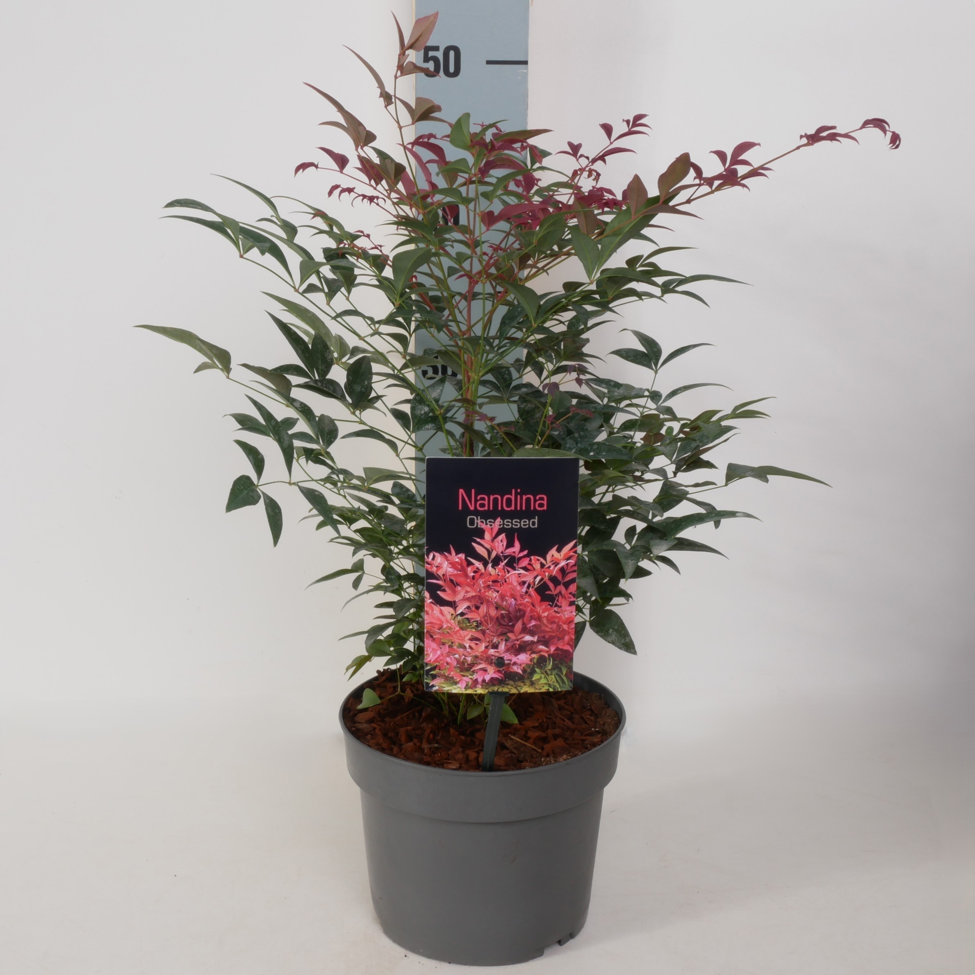 Nandina domestica 'Obsessed' P17, D 17