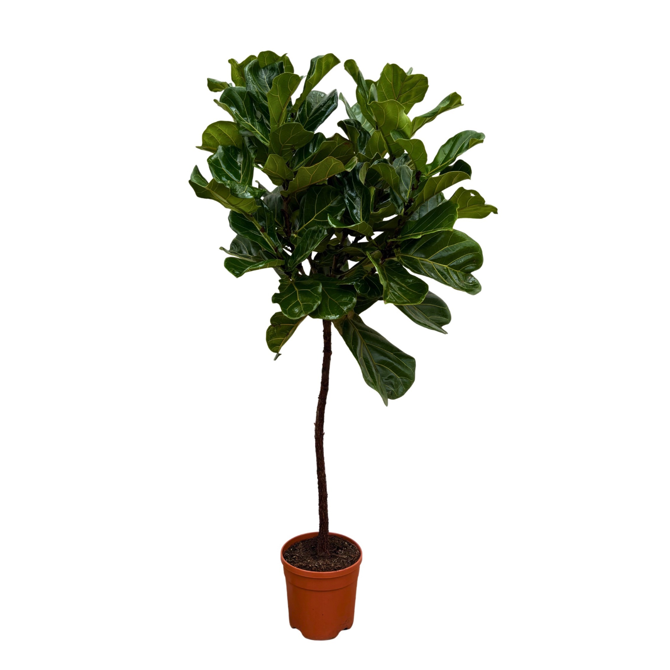 Ficus Lyrata - 140cm, D 22