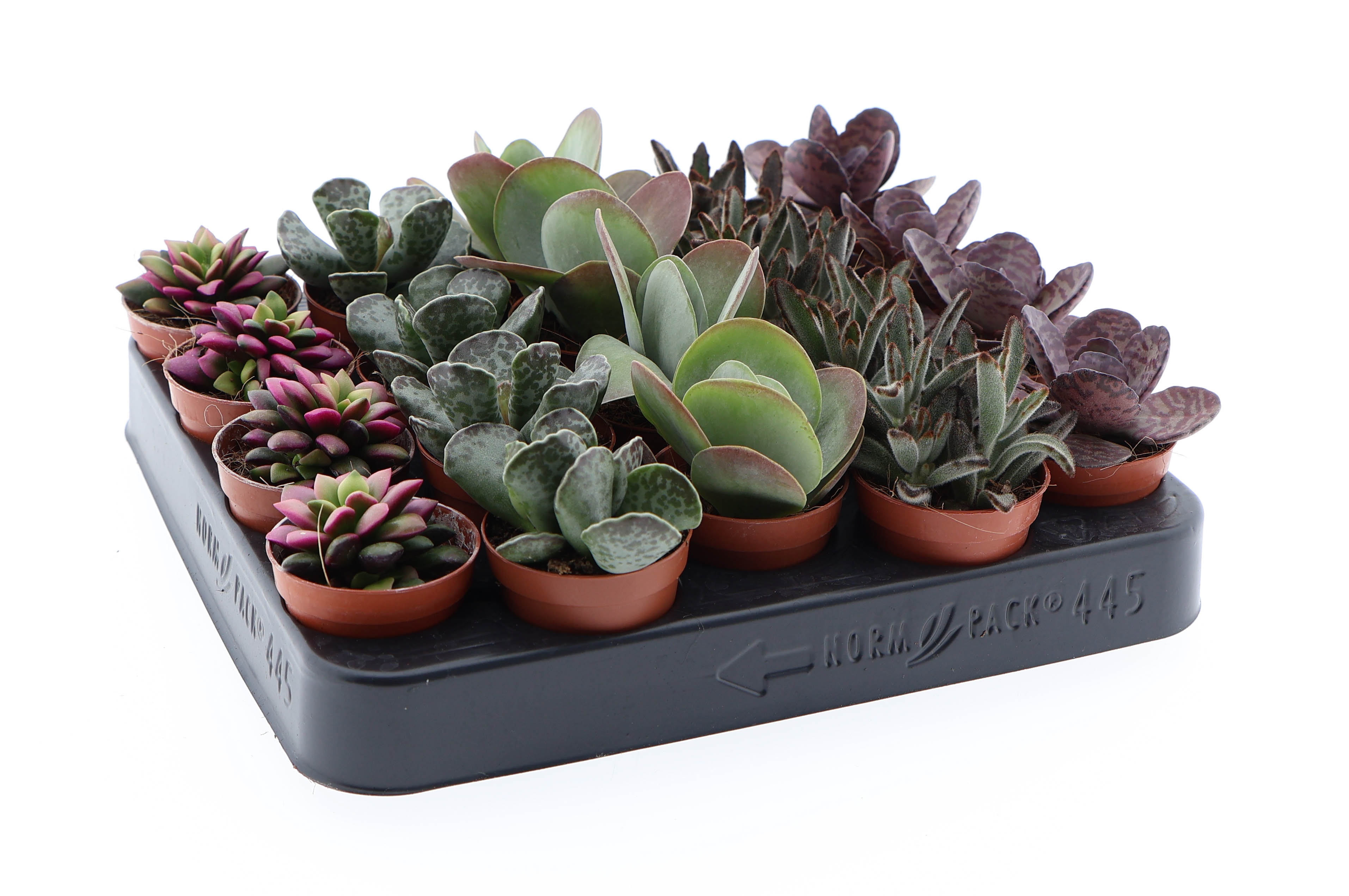 Succulenten Excellent mix, D 5,5