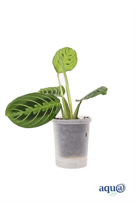Maranta p06 groen Aqu@, D 6