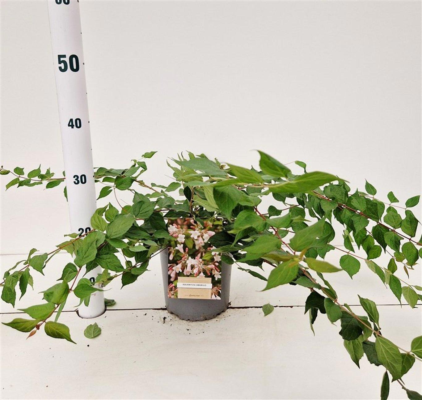 Kolkwitzia amabilis, D 17