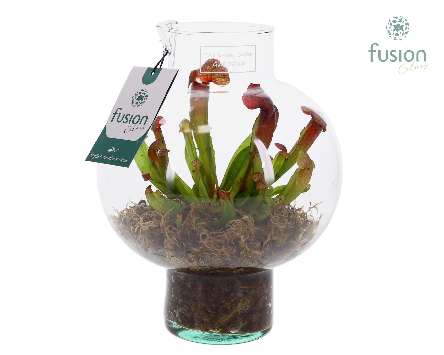 Green BottleLaura Small met Vleesetende planten, D 20