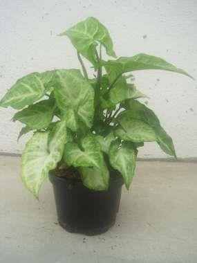 SYNGONIUM PODOPHYLLUM 'WHITE BUTTERFLY', D 12