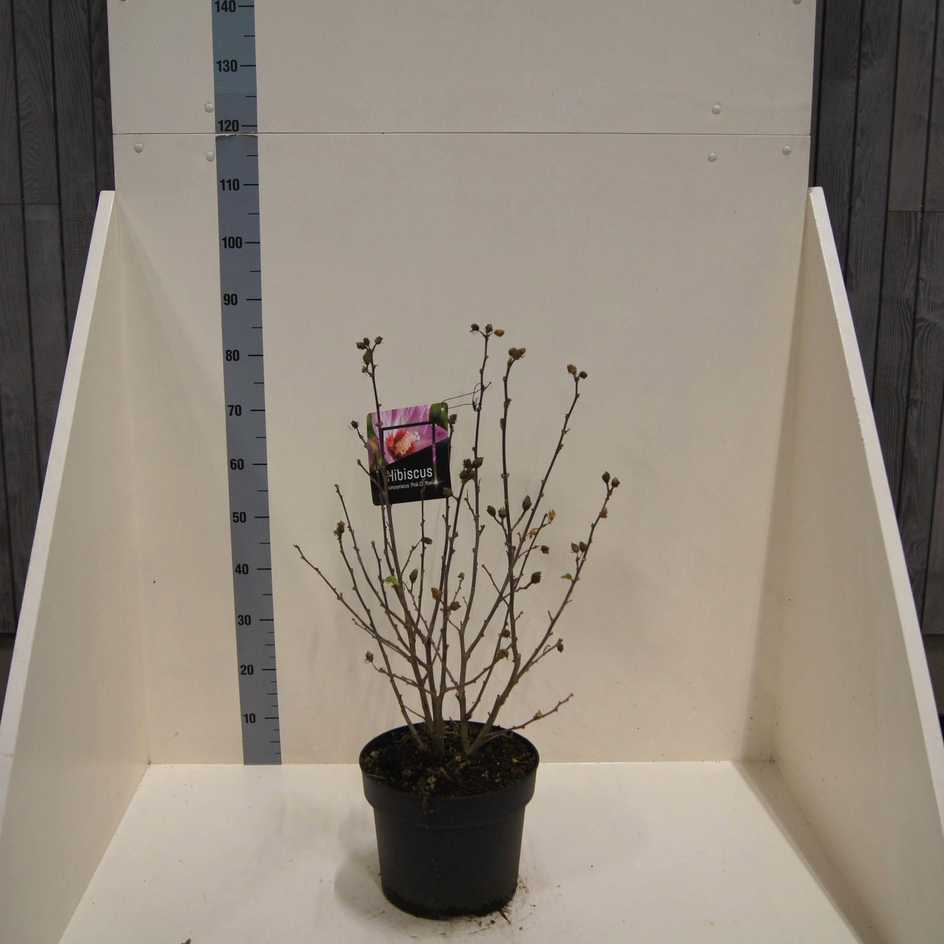 Hibiscus syr. Pink Chiffon, D 28