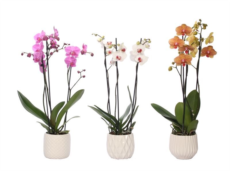 Dolomite p12 White mix Phal mix 3T18+, D 12