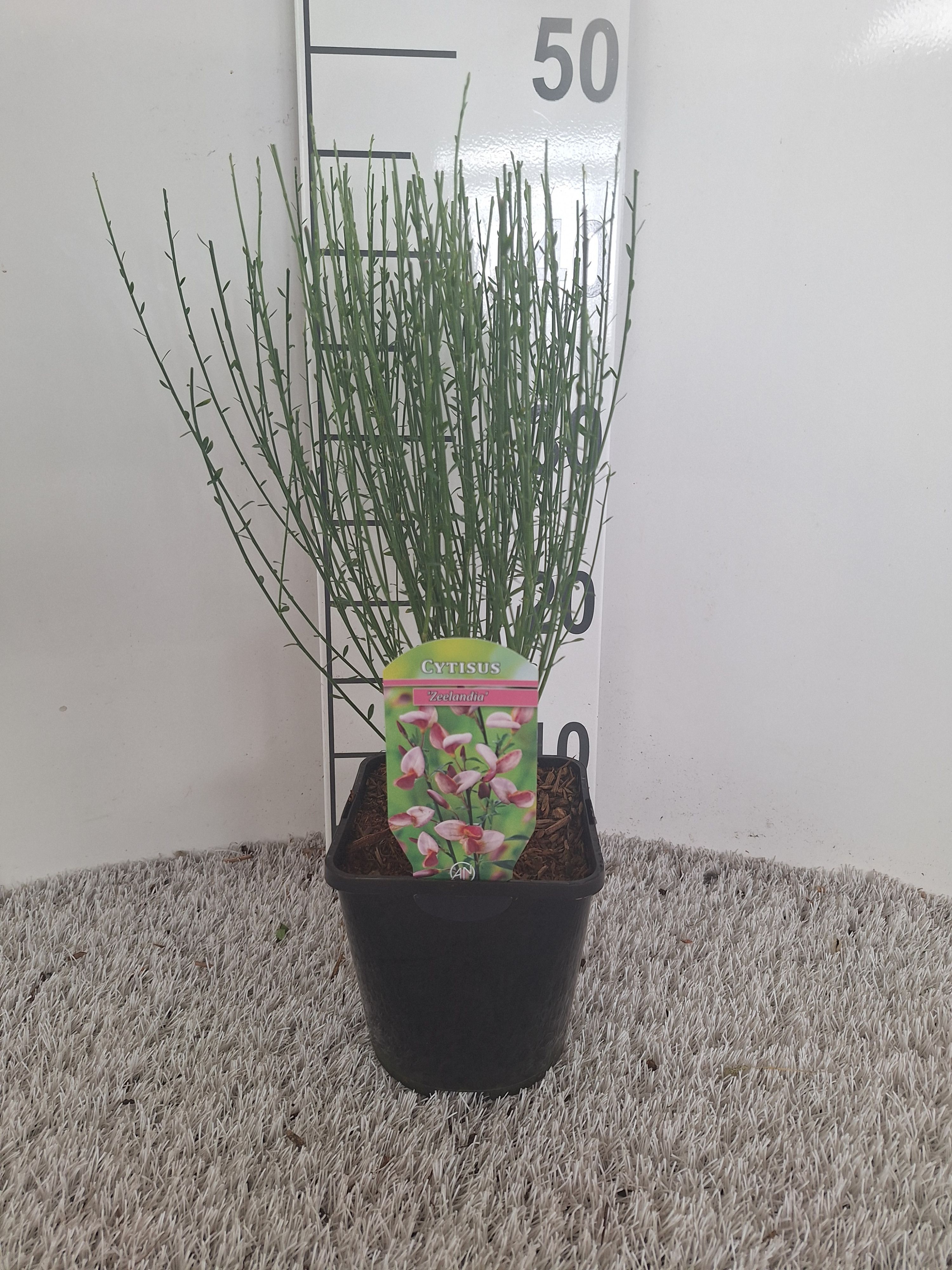 Cytisus Praecox Grp 'Zeelandia', D 14