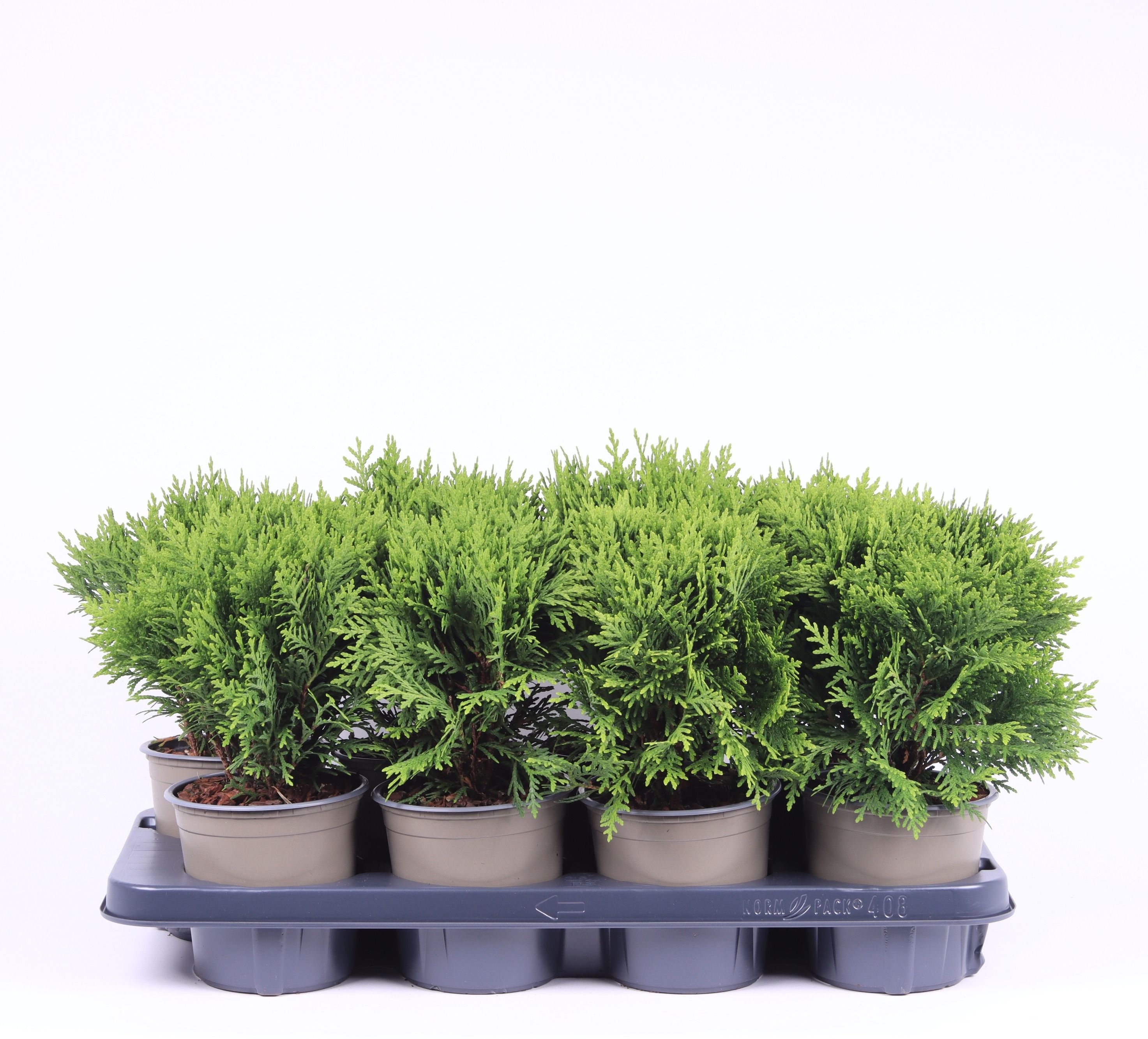 Thuja occidentalis 'Danica', D 13