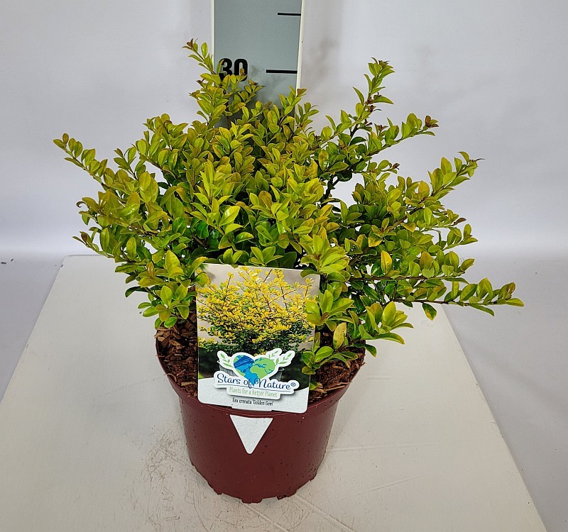 Ilex crenata 'Golden Gem' C2 20-25, D 17 cm
