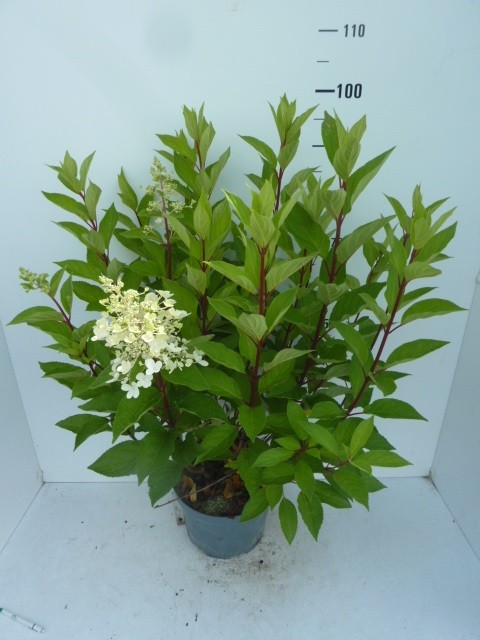 822 FA : Pot 26 cm Hydrangea Paniculata "Pinky Winky", D 26