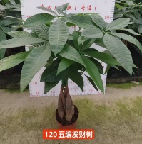 Пахира акватика коса 12 55 (предзаказ)