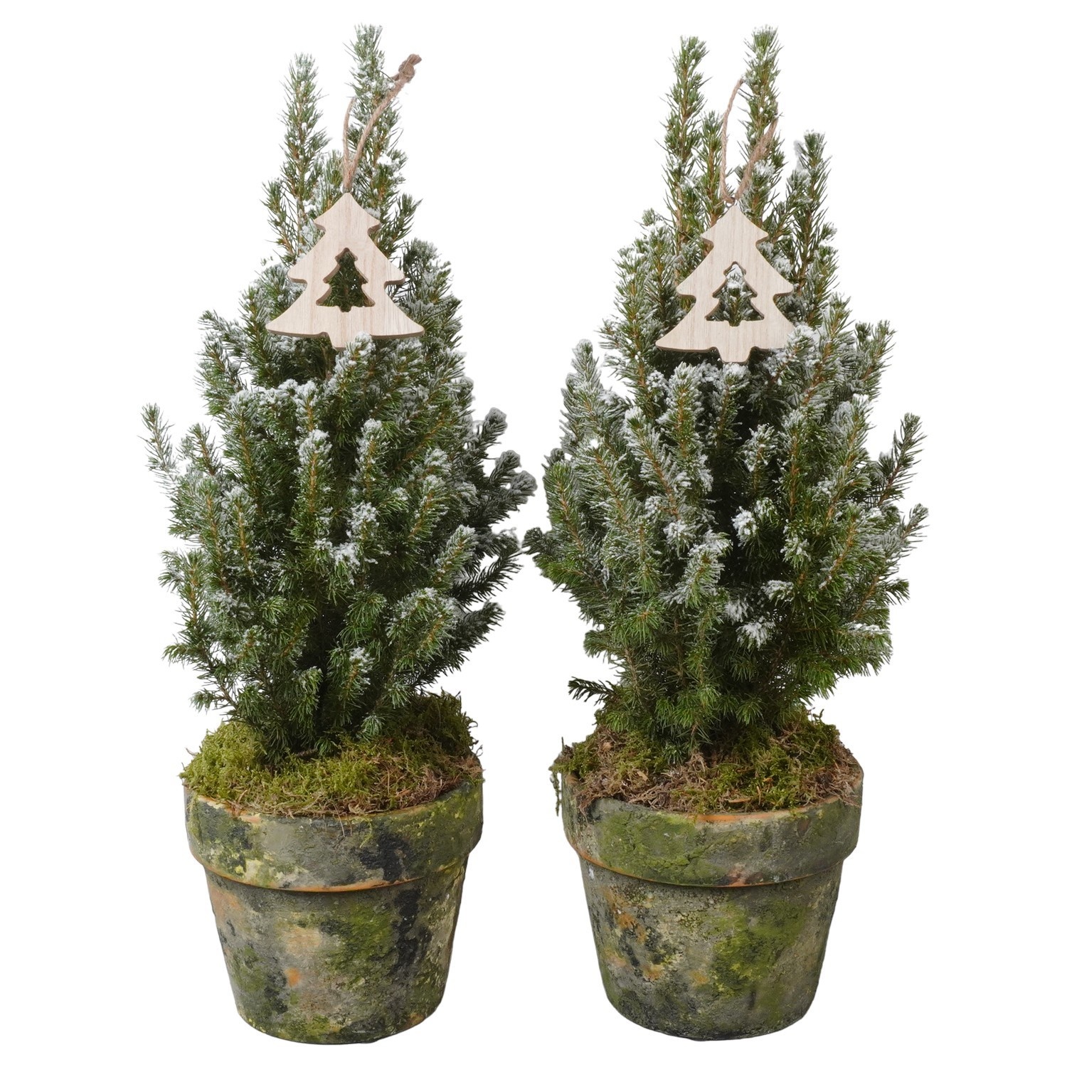PTK26417 Conica Perfecta met sneeuw in terracotta pot met decoratie, D 17
