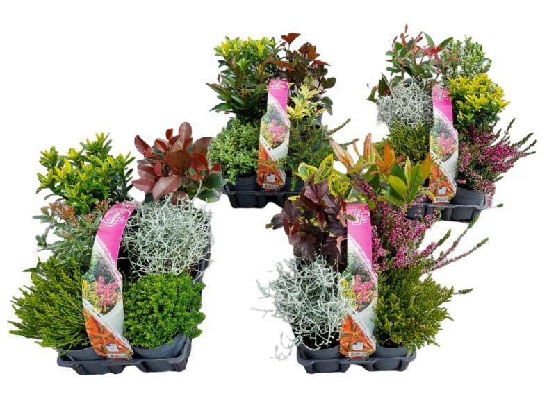 Heester 6-pack, D 9,5