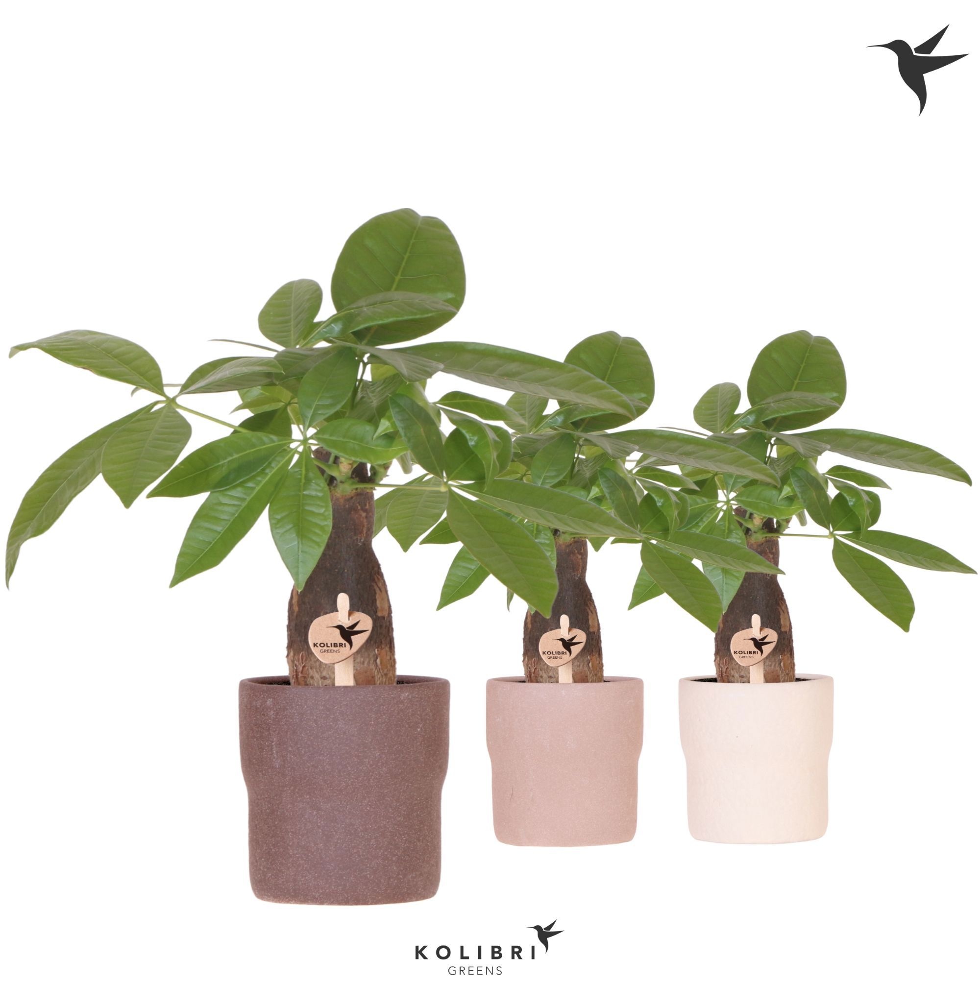 Kolibri Greens Pachira in Rustic pot mix, D 9