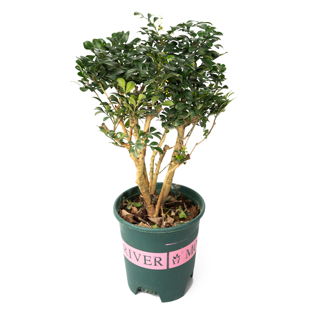 Аглая душистая 14 38 (предзаказ)