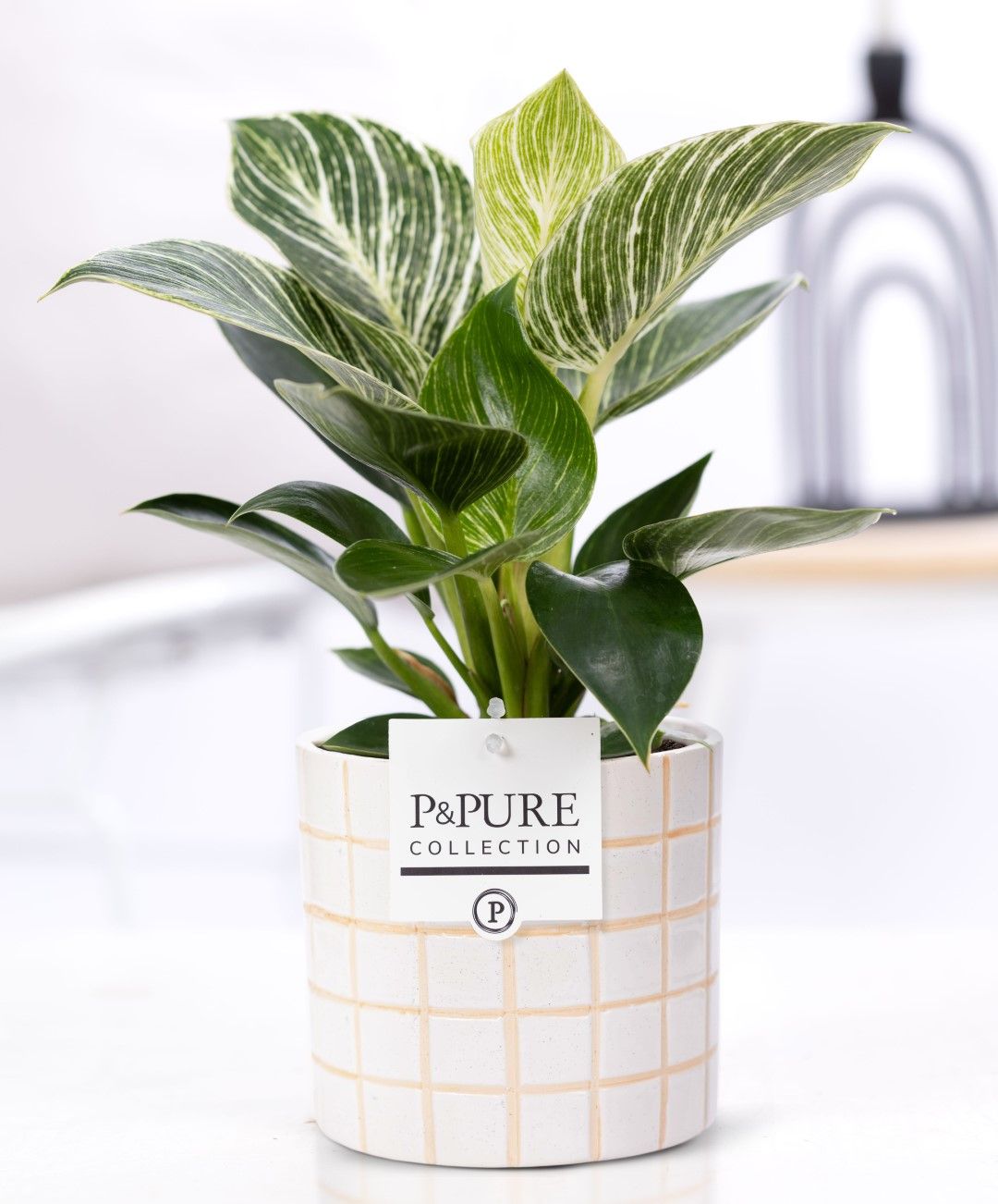 Philodendron White Wave in P&PURE Tirza ceramics, D 12