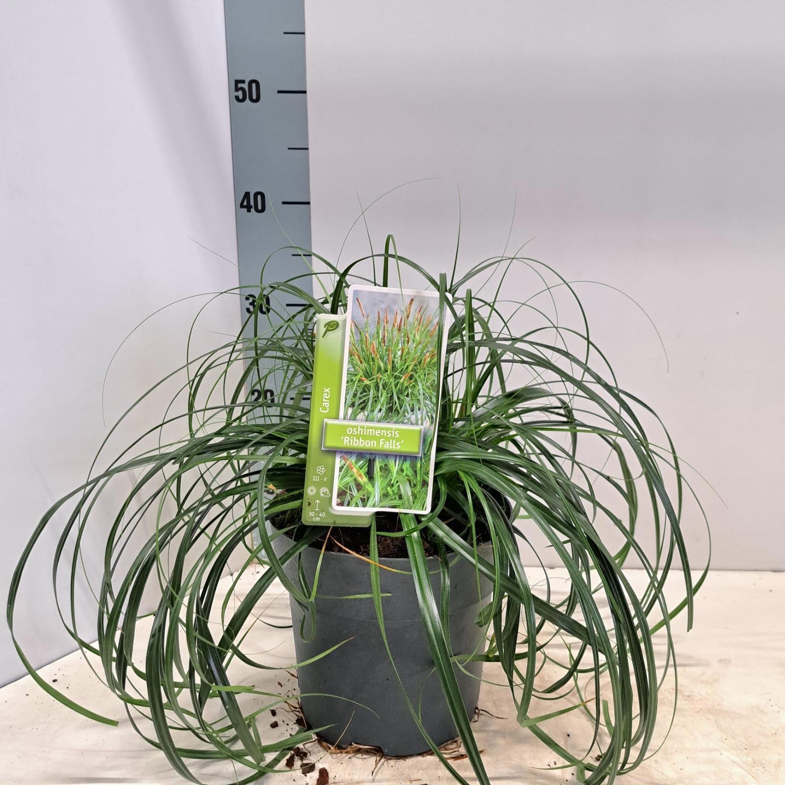 Carex Ribon Falls ('Et Crx02'PBR), D 19