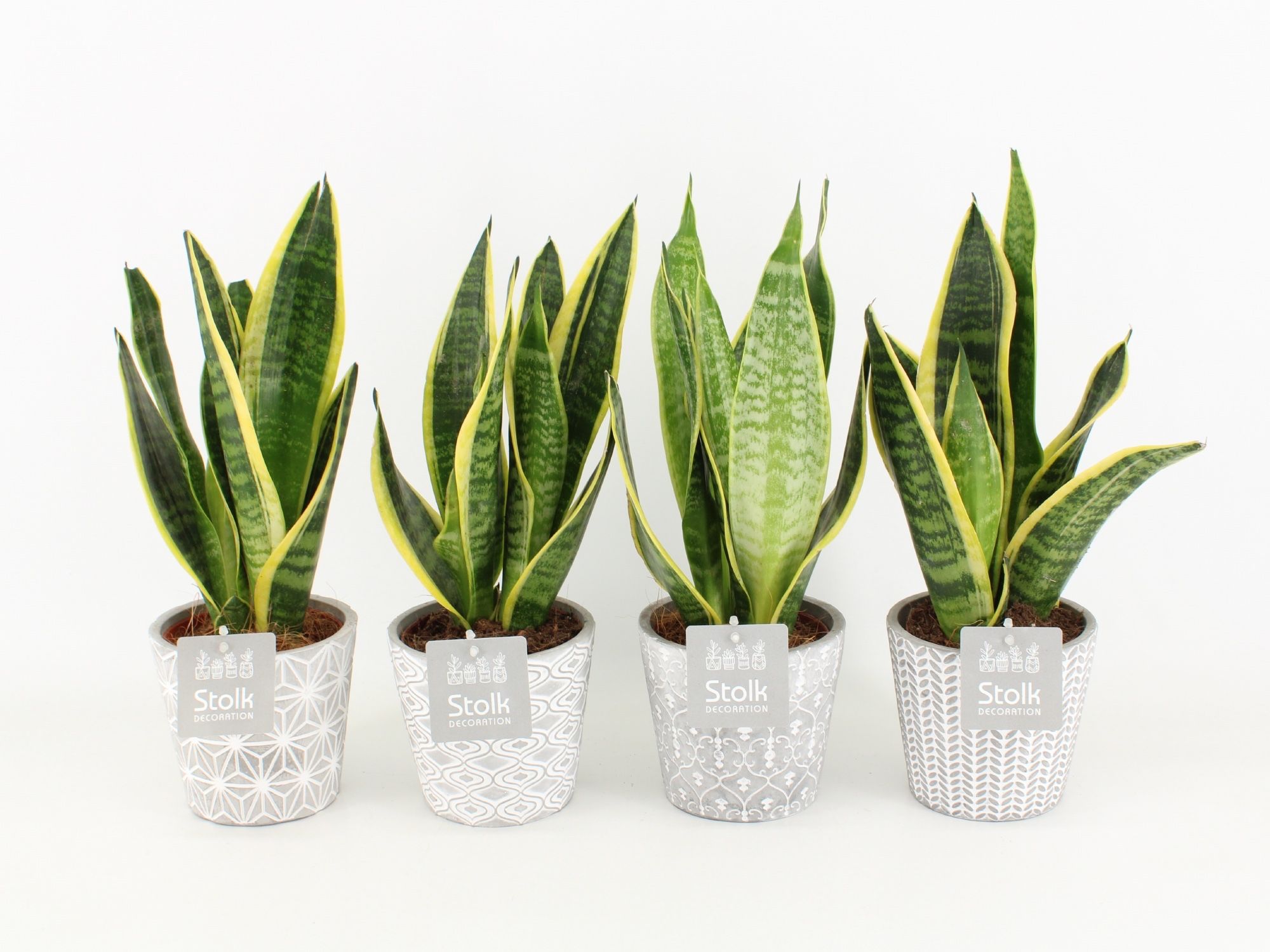Sansevieria trifasciata Futura Superba in Star Pot, D 13