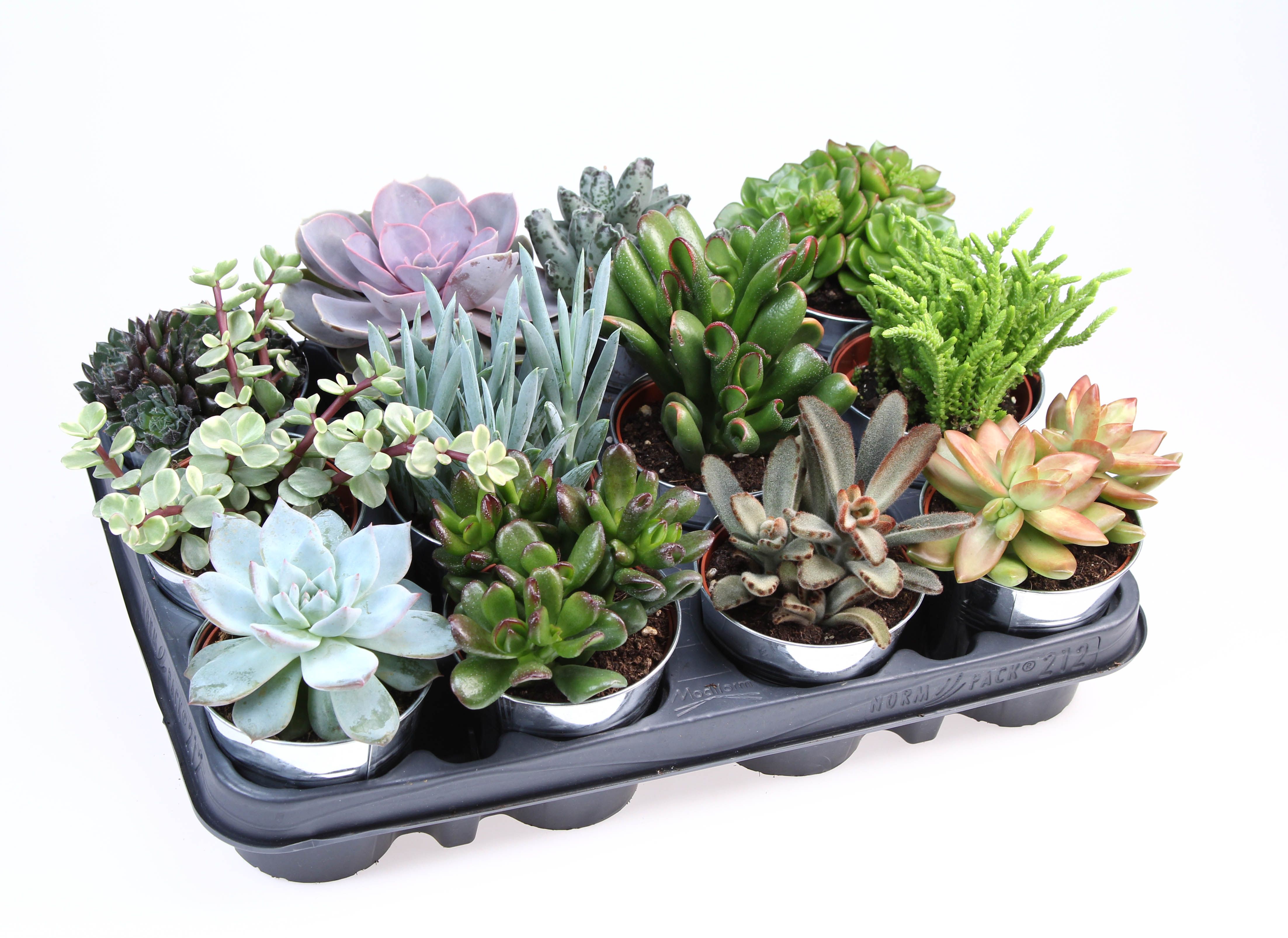 Succulent zinkpot, D 10