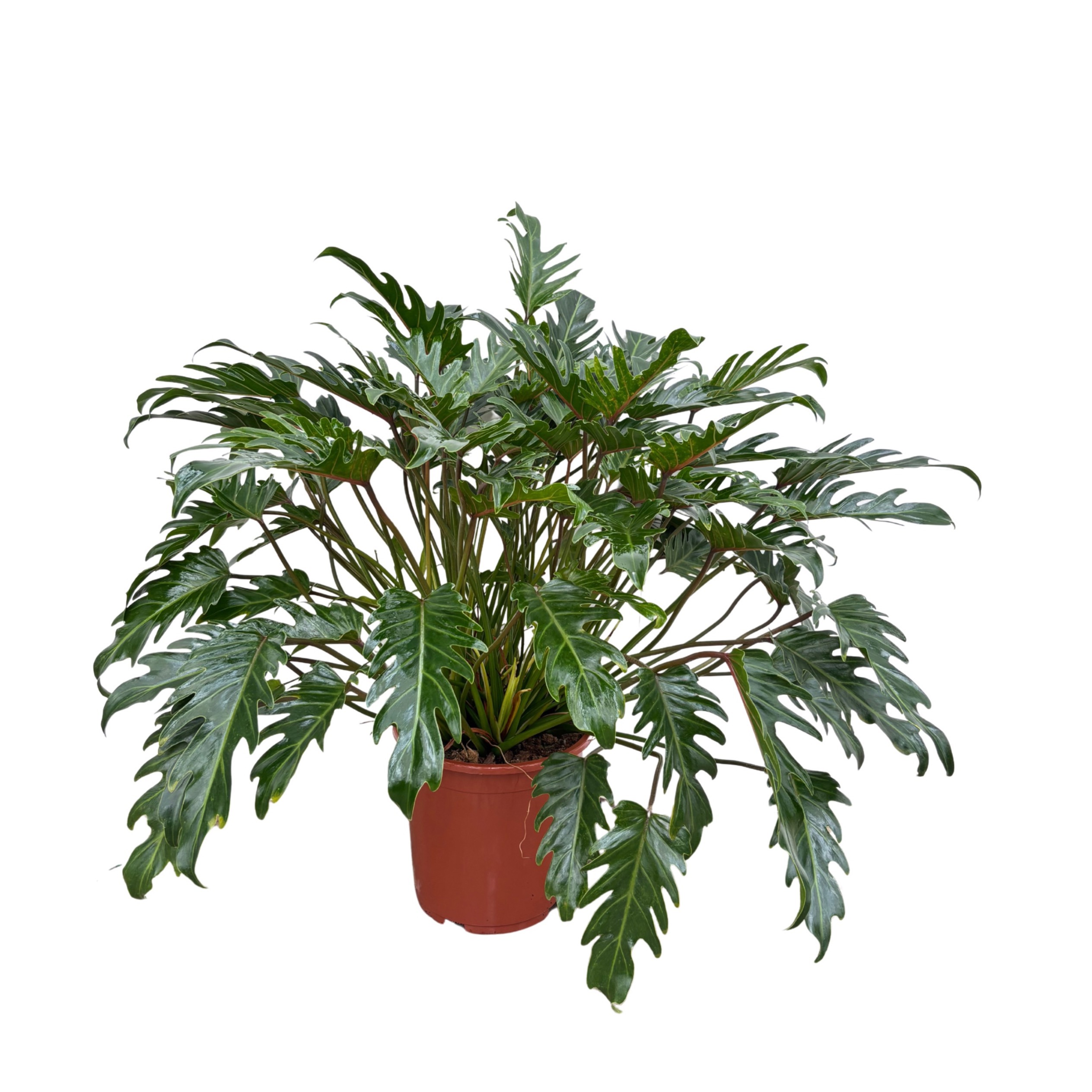 Philodendron Xanadu - 100cm, D 30