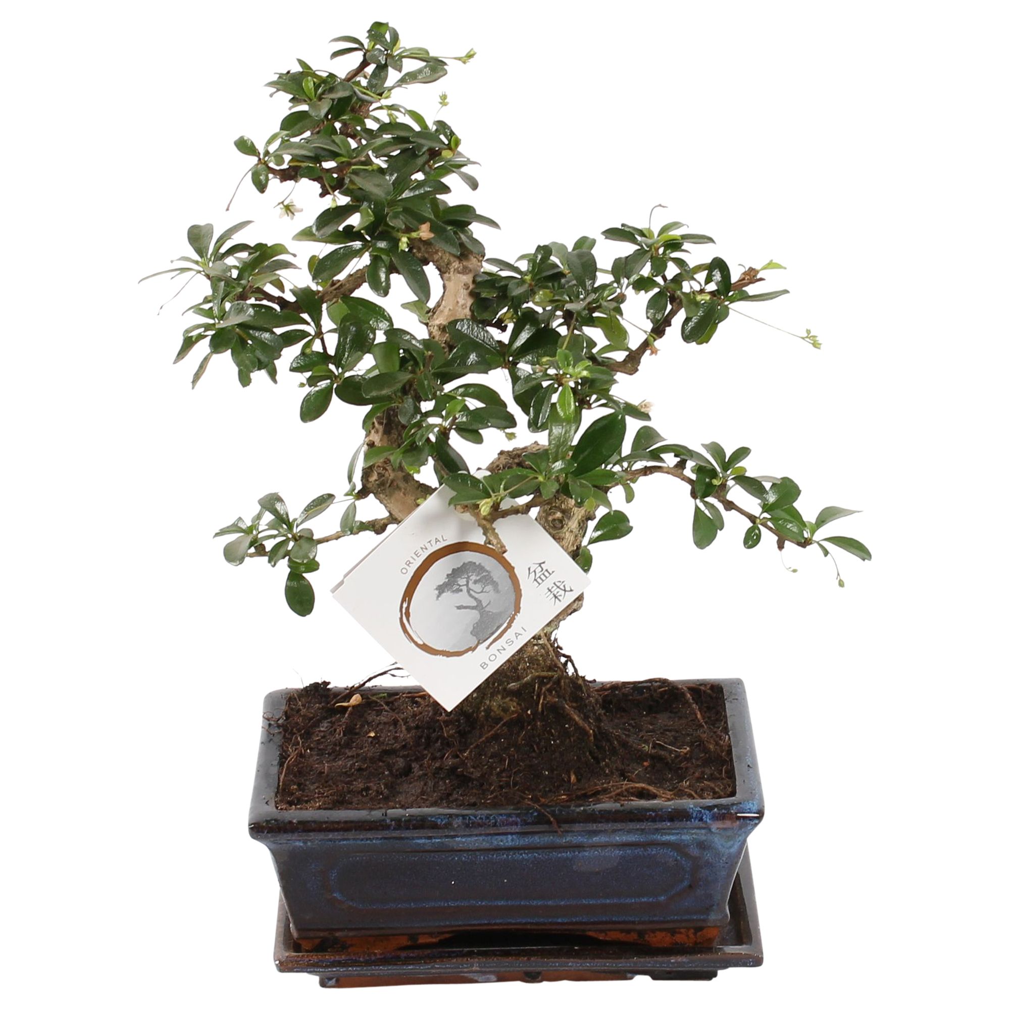 Bonsai 'Carmona macr.' in ø20cm Ceramic S-Shape with Saucer, D 20