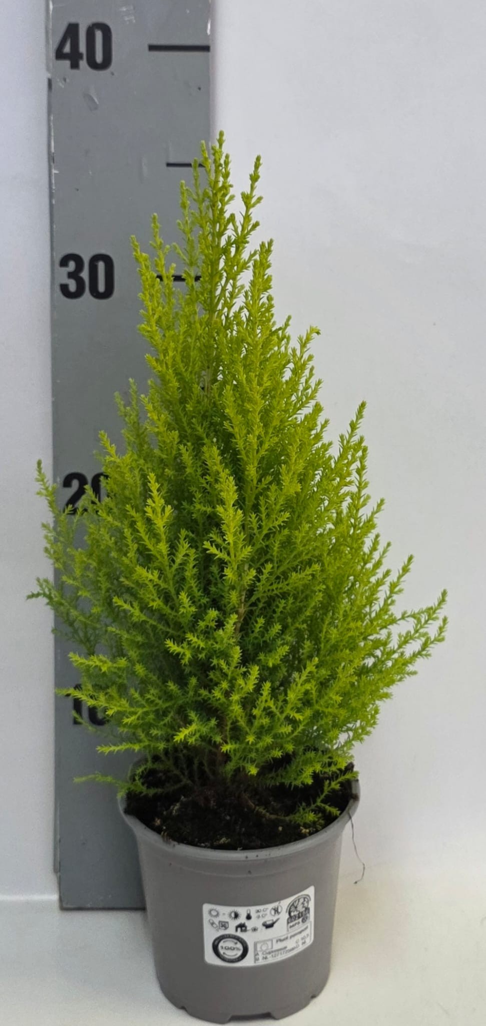 Cupressus piramide 10,5cm, D 10,5
