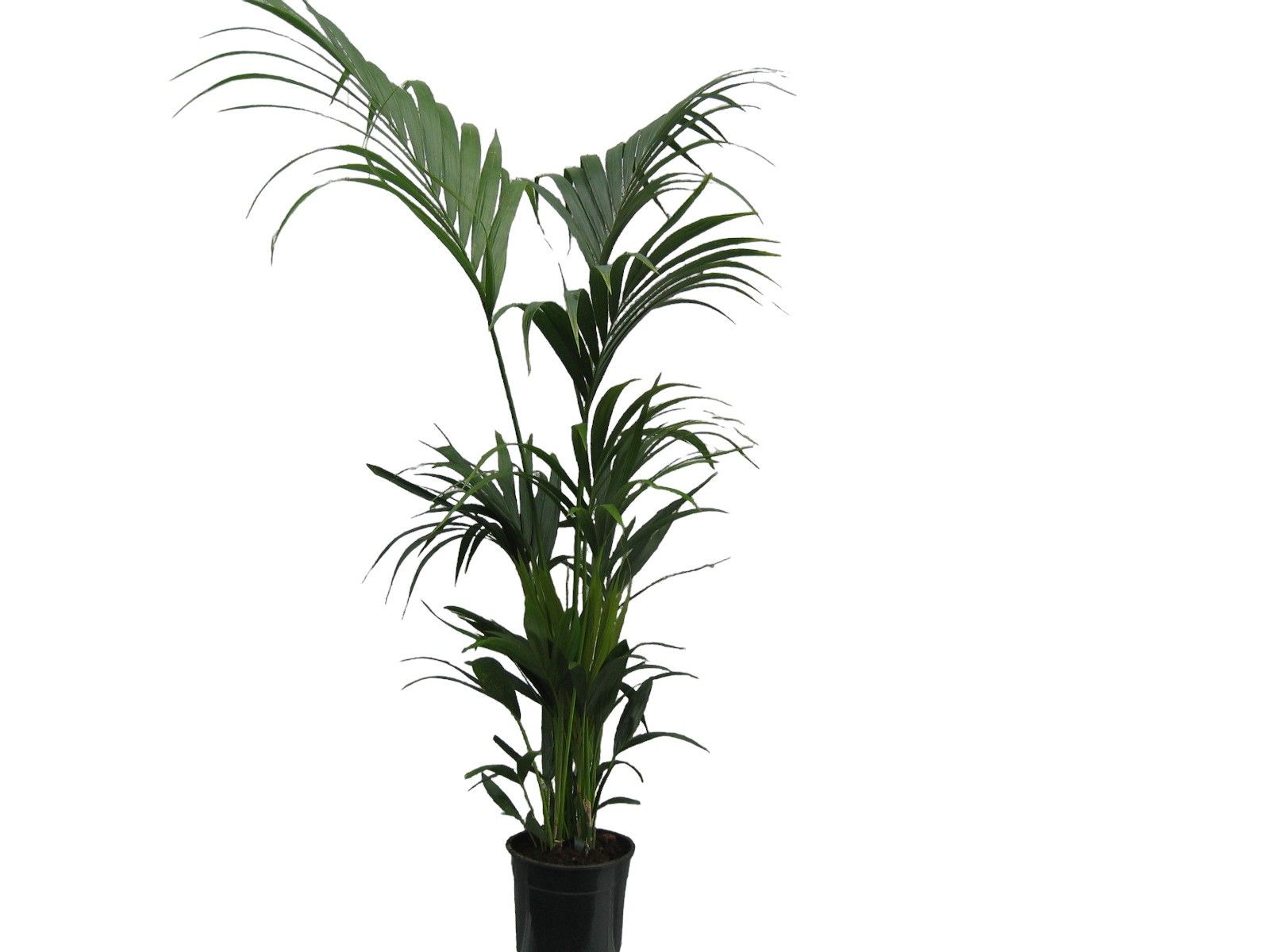 howea BUDGET LIJN, D 24