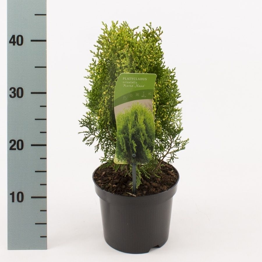 Platycladus or. 'Aurea Nana', D 17