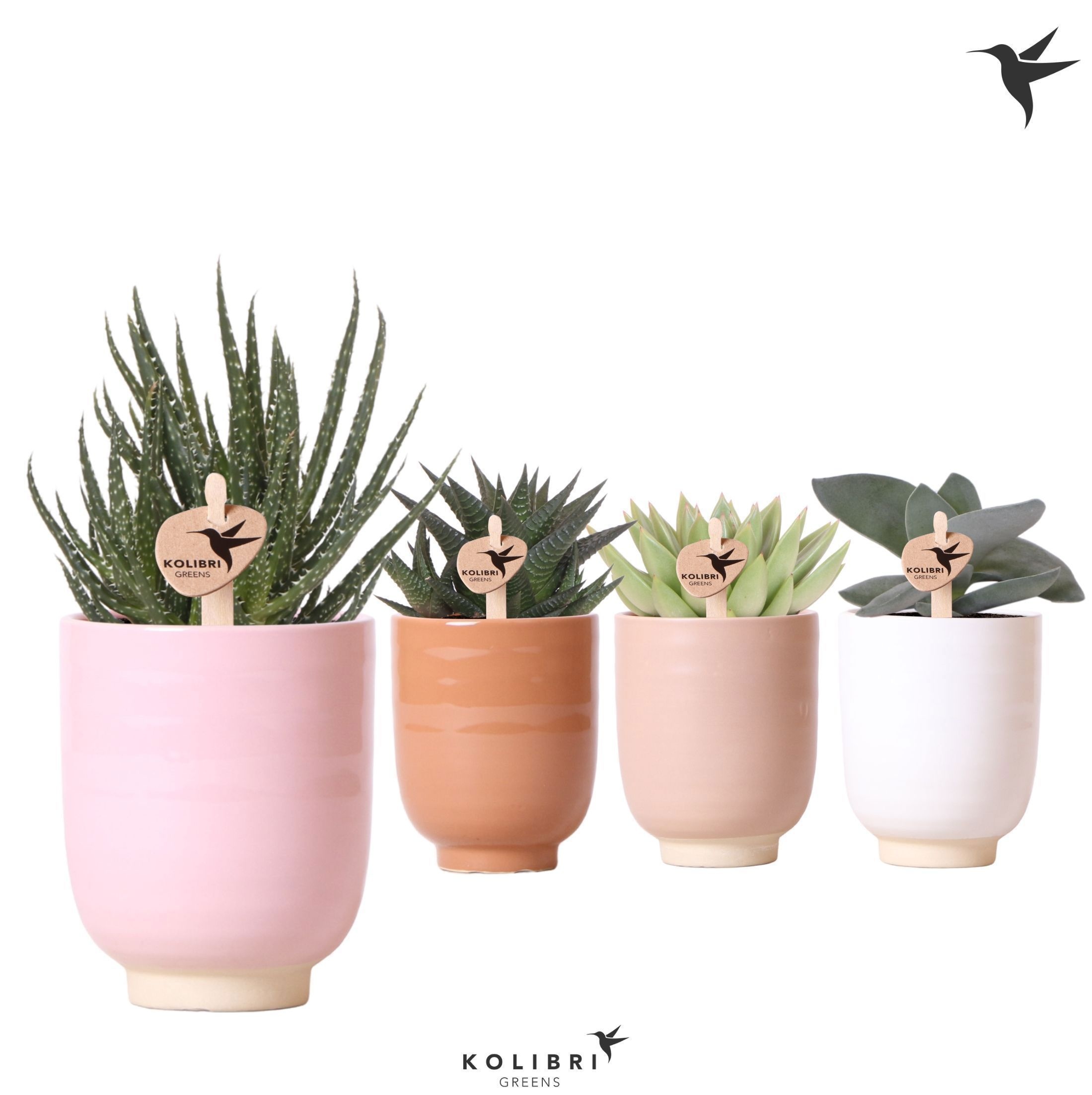 Kolibri Greens Succulenten mix in Glazed pot mix, D 9