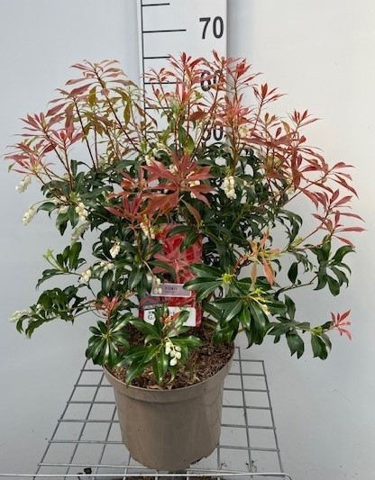 859 LDW : C5 Pot 23 cm Pieris mix soorten, D 23