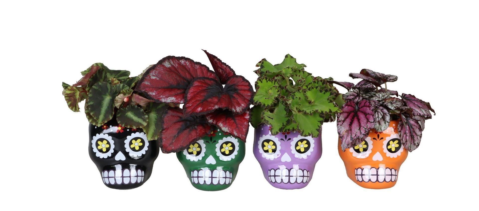 L 66483 With Begonia Rex Mix 6 cm, D 6