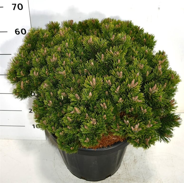 Pinus mugo 'Sherwood Compact', D 38