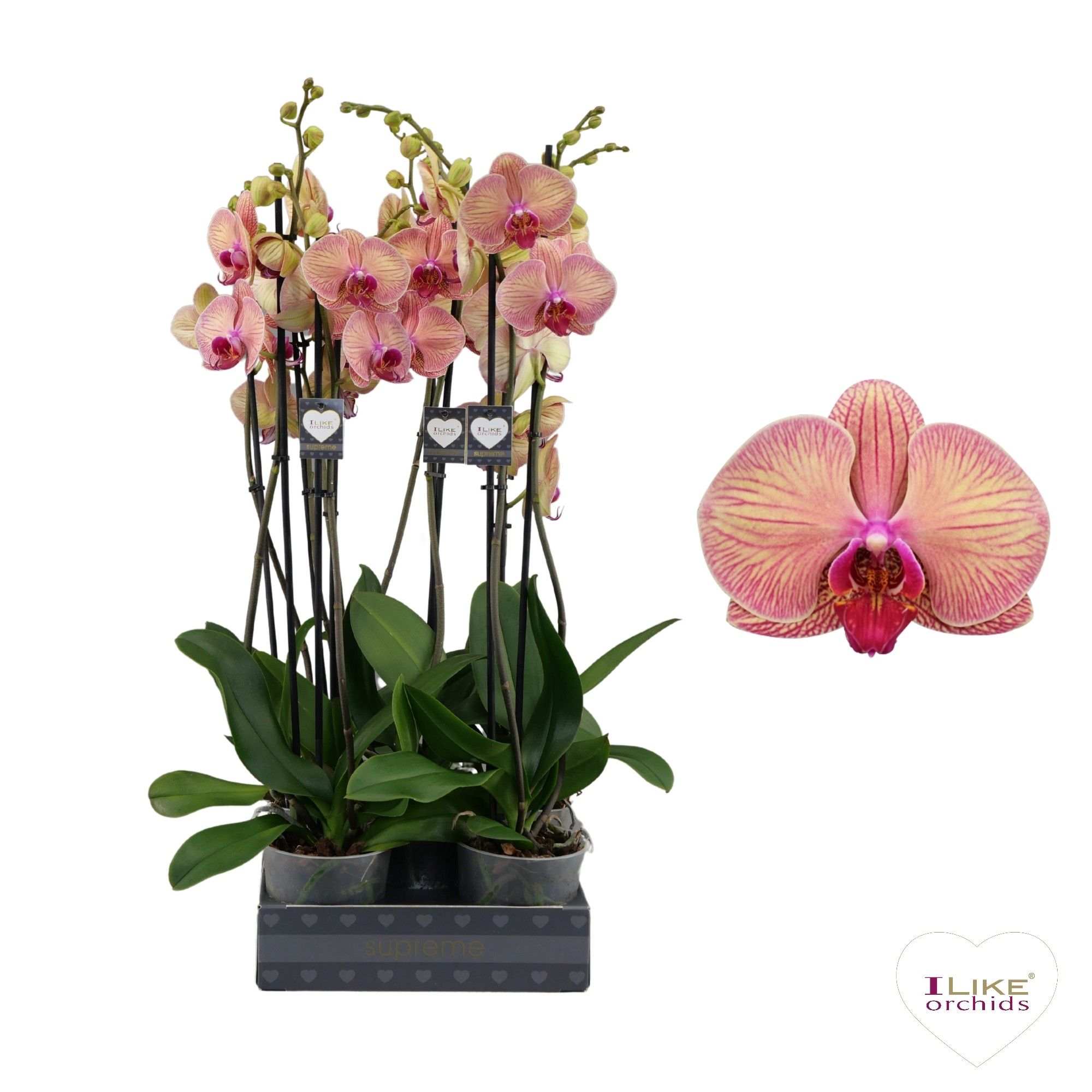 Phalaenopsis Golden Leopard - 2 tak 80cm, D 12
