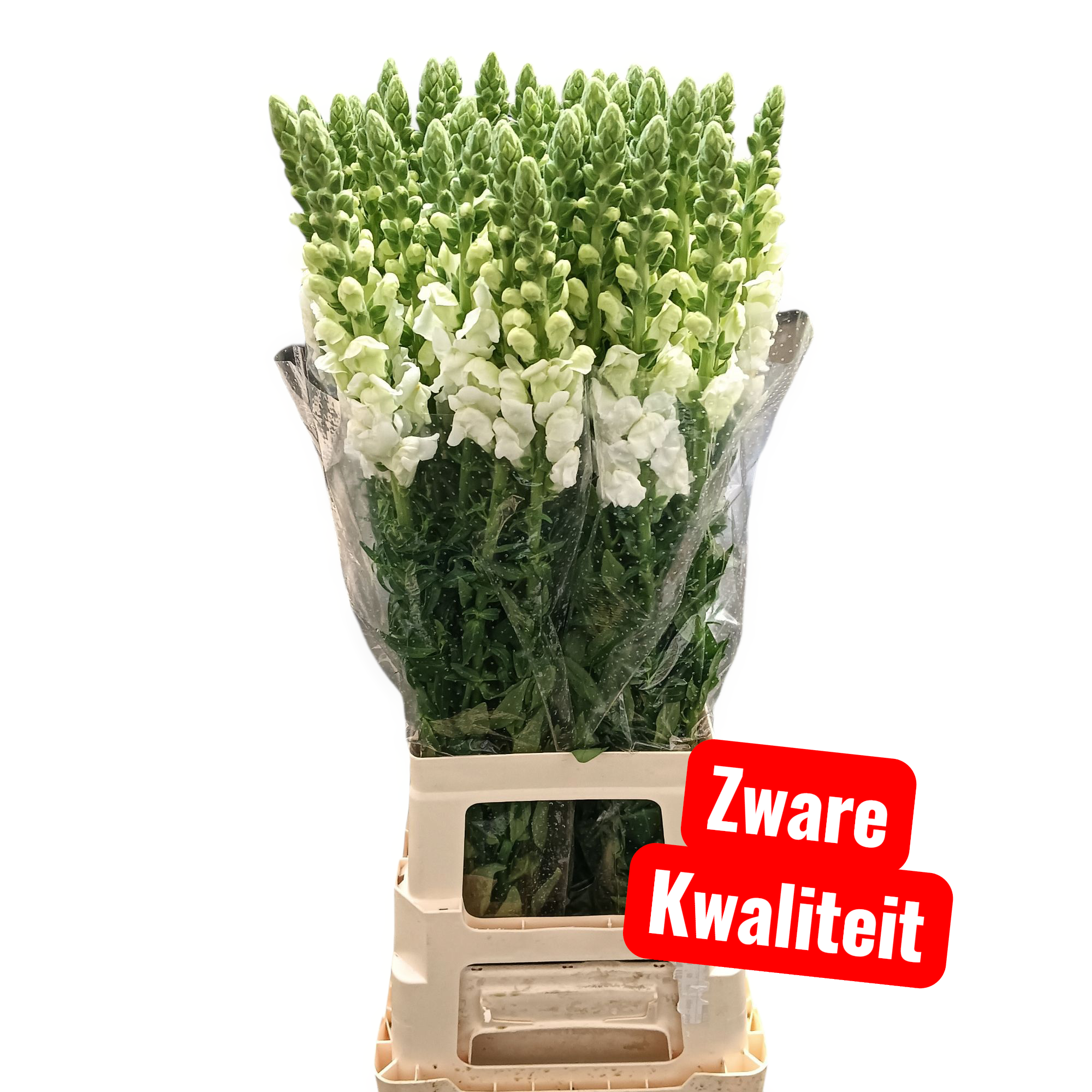 Антирринум Потомак Эрли Вайт (бел.), шт.