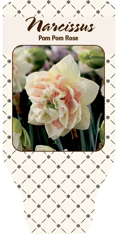 NARCISSUS INCOMPARABILIS 'Pom pom rose', D 11