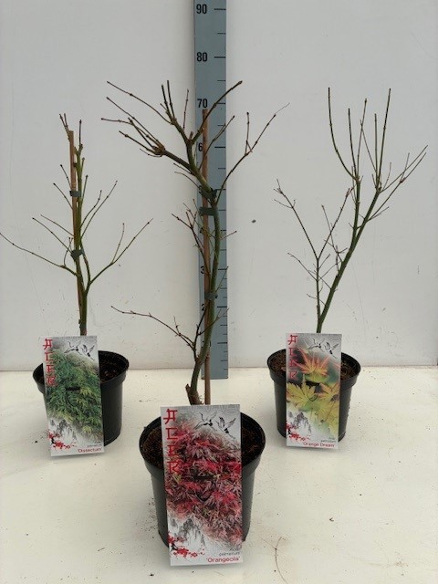 Acer BGT- mix P19 Full CC 3/5 species, D 19