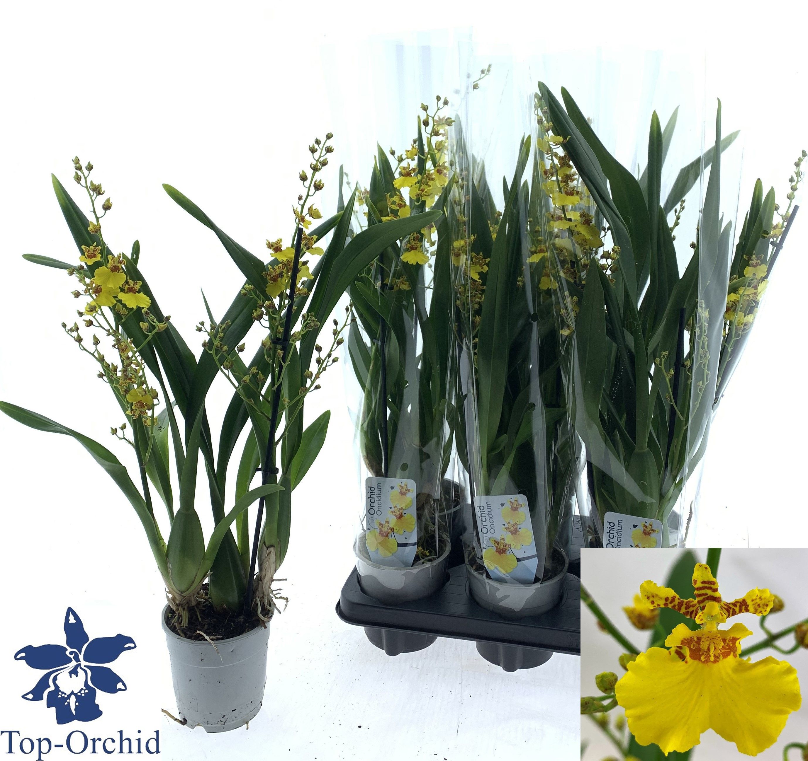 Oncidium 2-tak (lang), D 12 cm